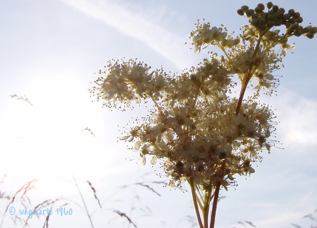 Foto von M&auml;des&uuml;&szlig; Filipendula ulmaria