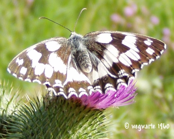 Foto von Schachbrett Melanargia galathea mit ge&ouml;ffneten Fl&uuml;geln