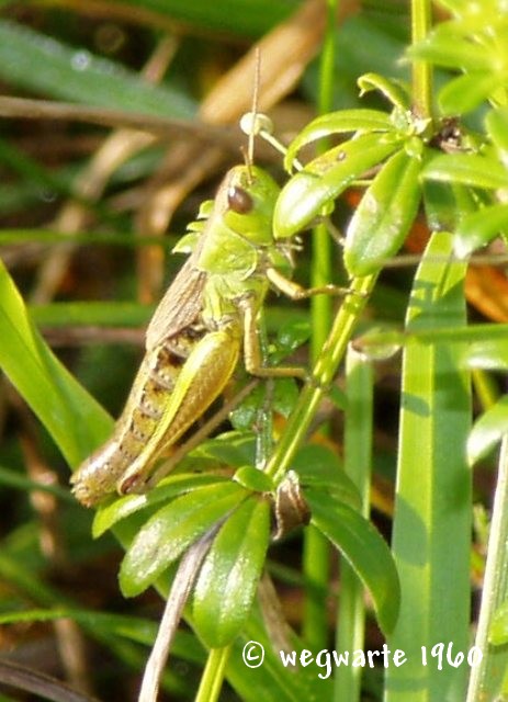 Foto von gemeiner Grash&uuml;pfer Chorthippus parallelus